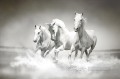 white horses running black and white